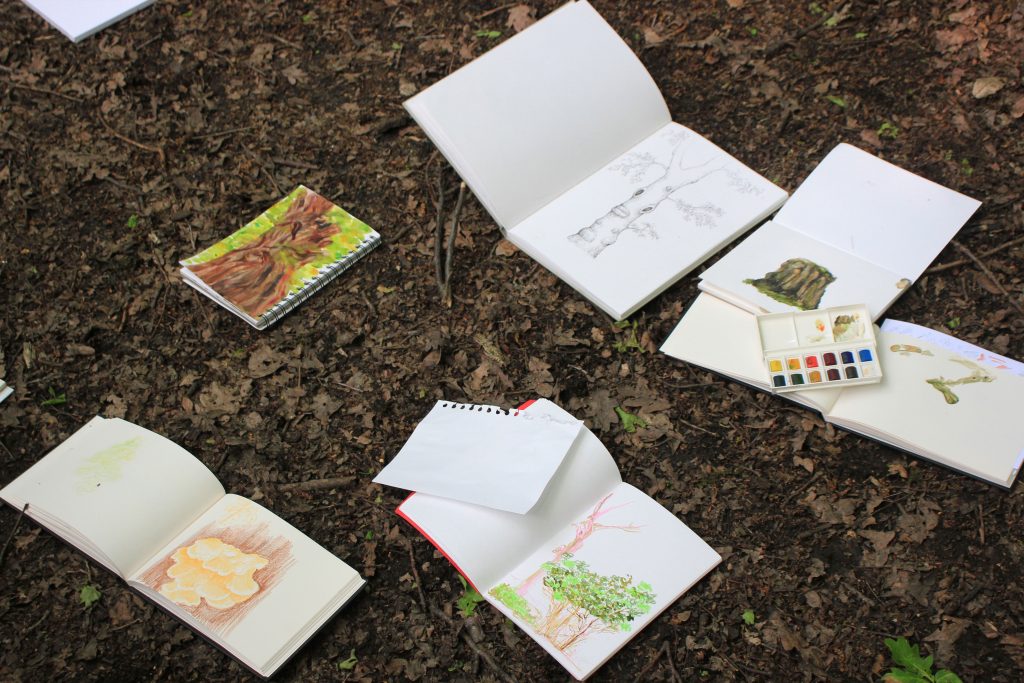 A collection of sketches on the forrest floor