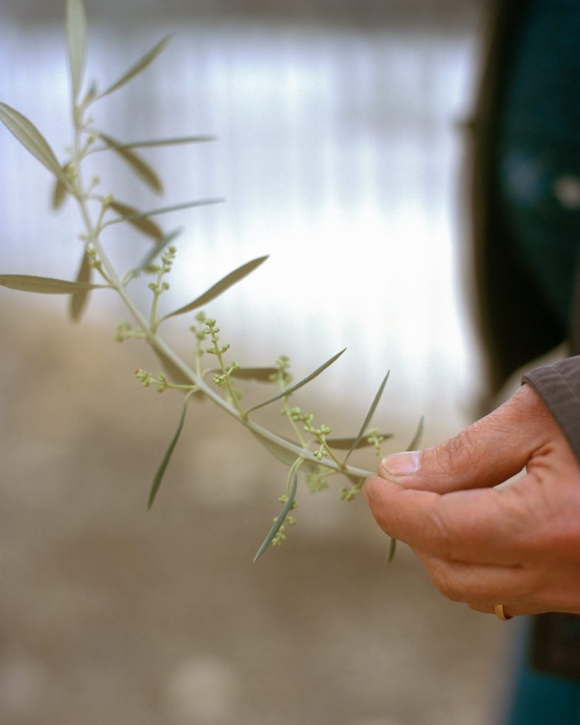 Close-up of a hand holding a delicate green plant stem with small buds and narrow leaves.