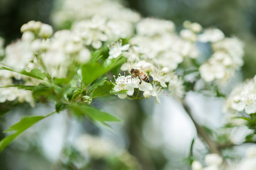 Bee perched on a cluster of white blossoms.