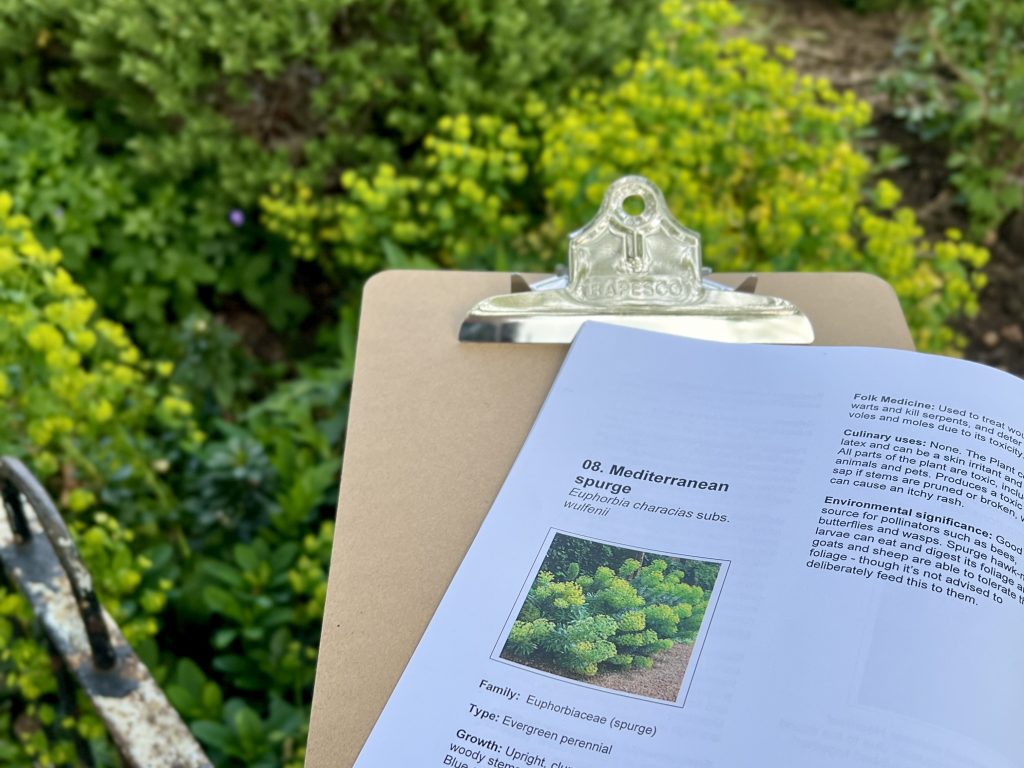 A clipboard holding a plant ID guide open to a page on Mediterranean Spurge, with bright green shrubs in the background.