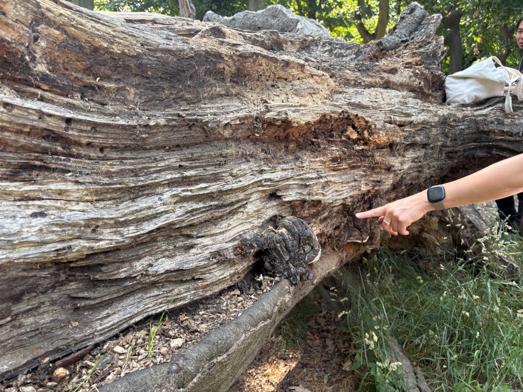 A hand pointing to textures on a large decaying tree trunk.