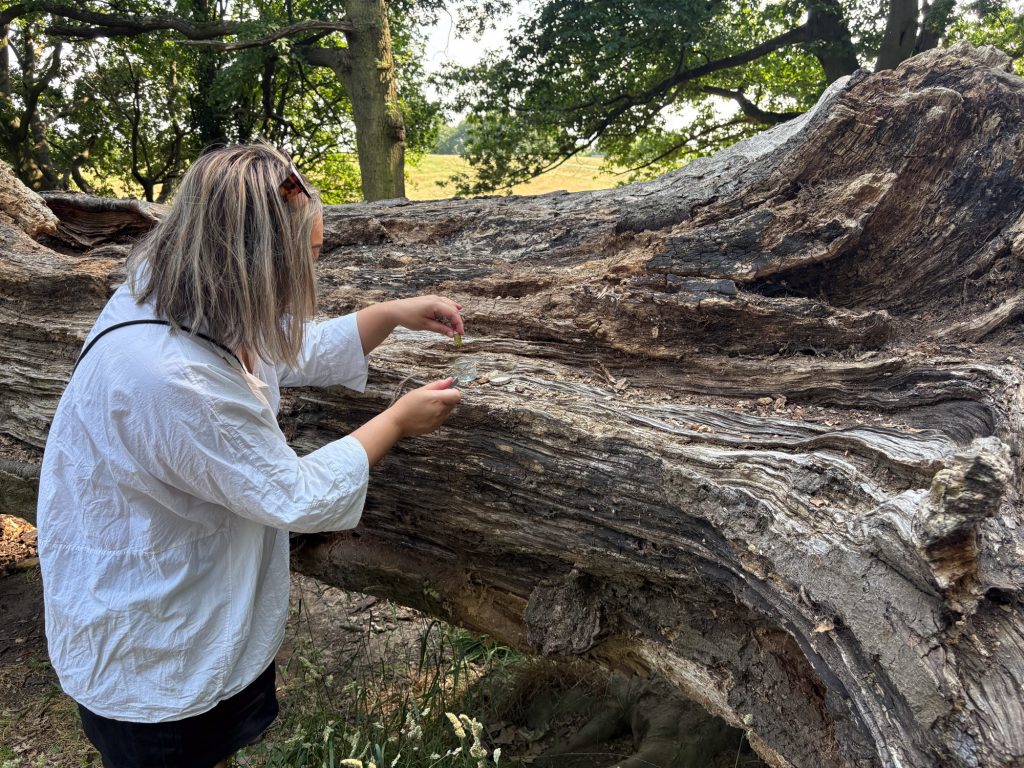 A participant collecting small natural materials from a large decaying tree trunk in a wooded area.