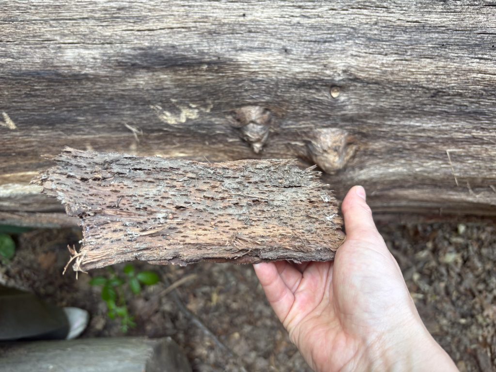 Close-up of a hand holding a piece of textured bark against the background of a fallen tree.