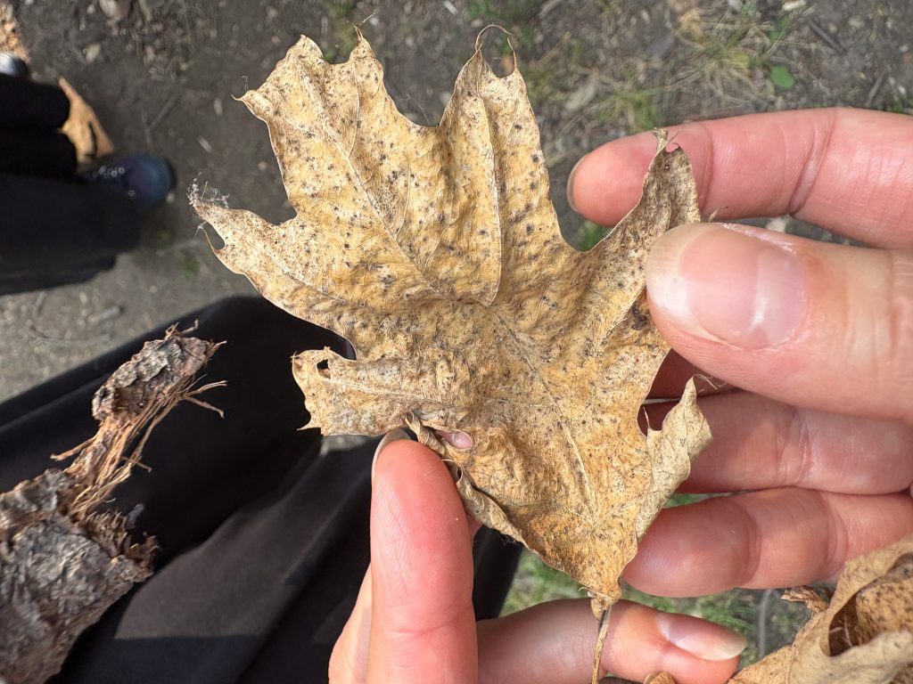 Close-up of a hand holding a dried, veined leaf, showing its delicate structure and texture.