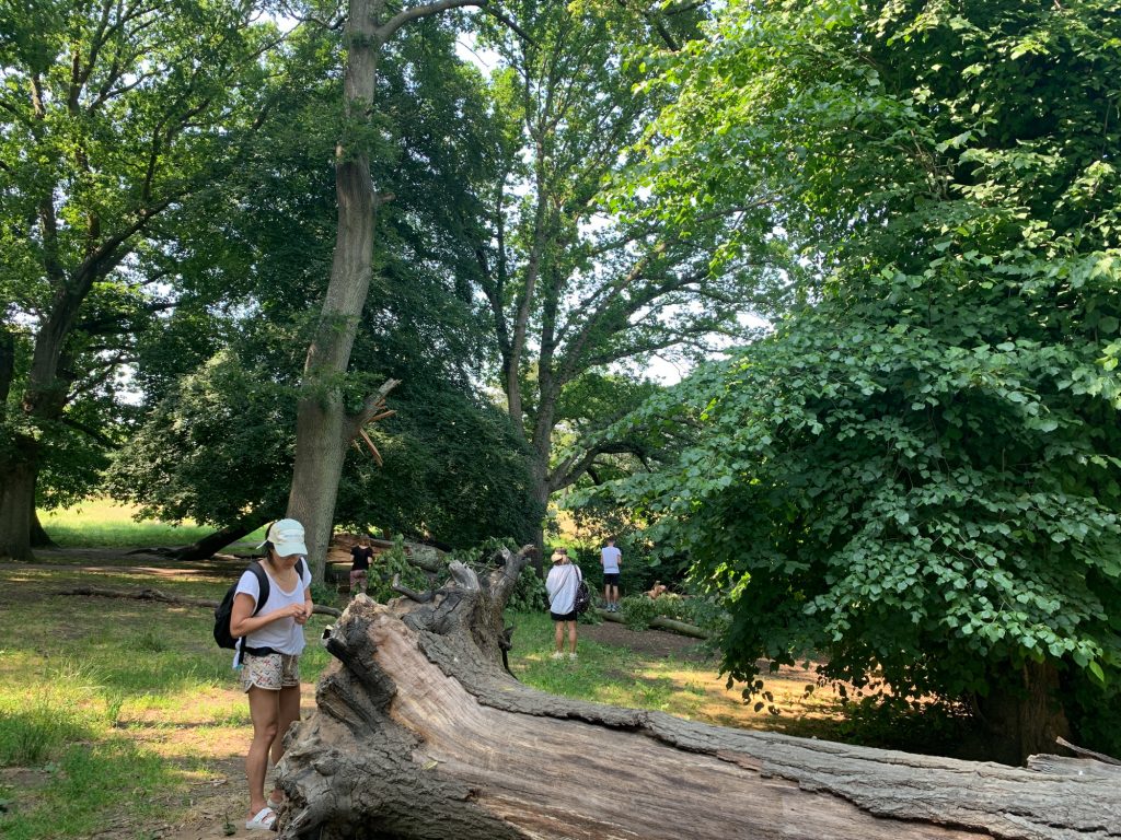 Participants exploring nature in wooded area of Hampstead Heath surrounded by lush green foliage.